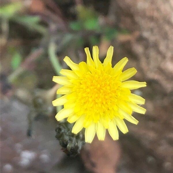 Sonchus oleraceus Цвят