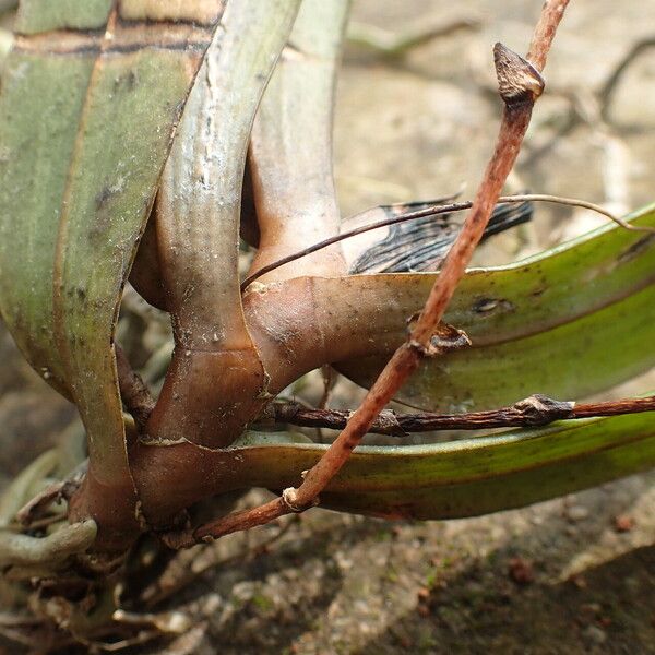 Eurychone galeandrae Leaf