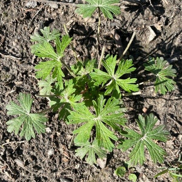 Geranium carolinianum List