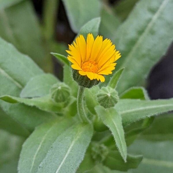 Calendula arvensis फूल