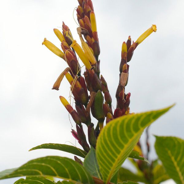 Sanchezia oblonga Flower