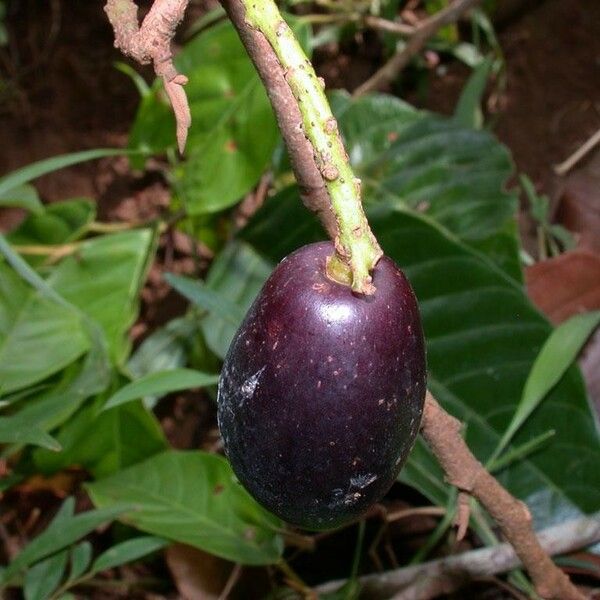 Minquartia guianensis Fruit