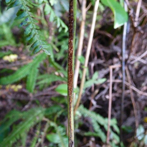 Lepisorus spicatus Fruit