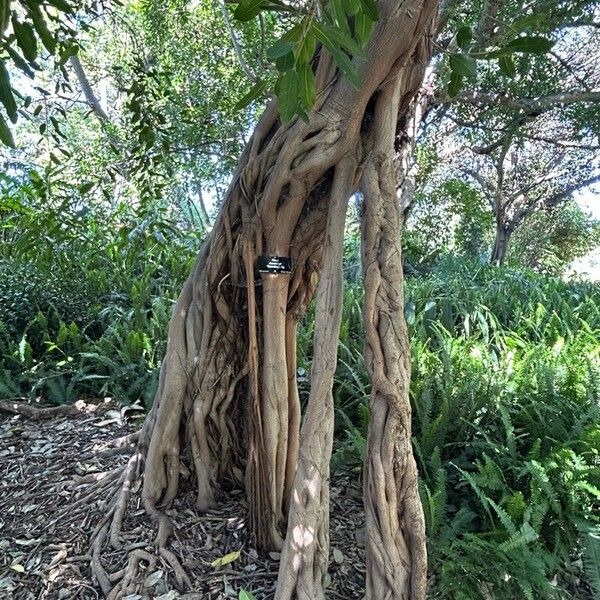 Ficus thonningii Corteccia