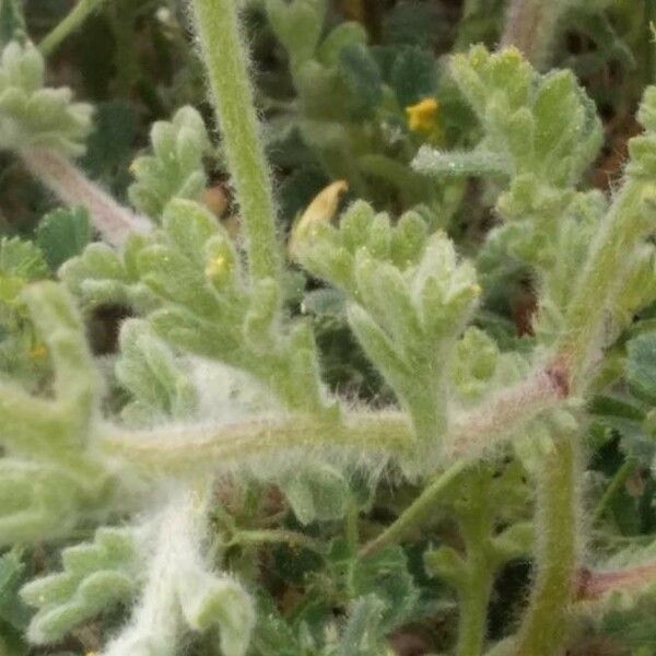 Anthemis tomentosa Leaf