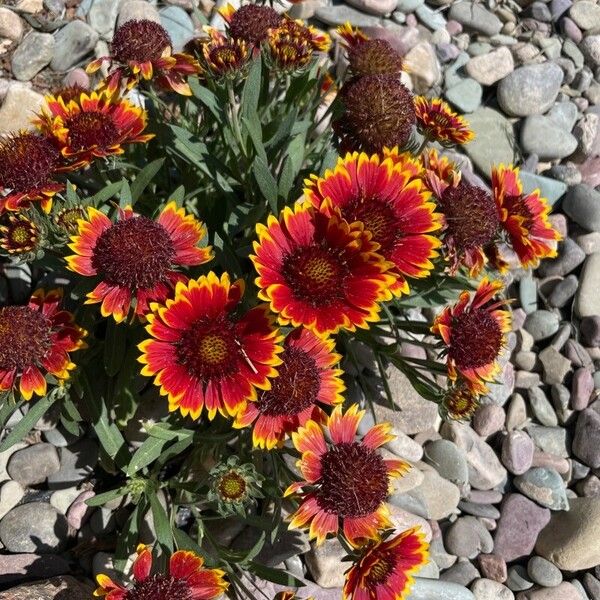 Gaillardia aristata Blomst