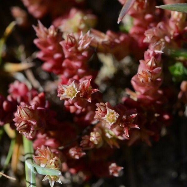 Sedum cespitosum 整株植物