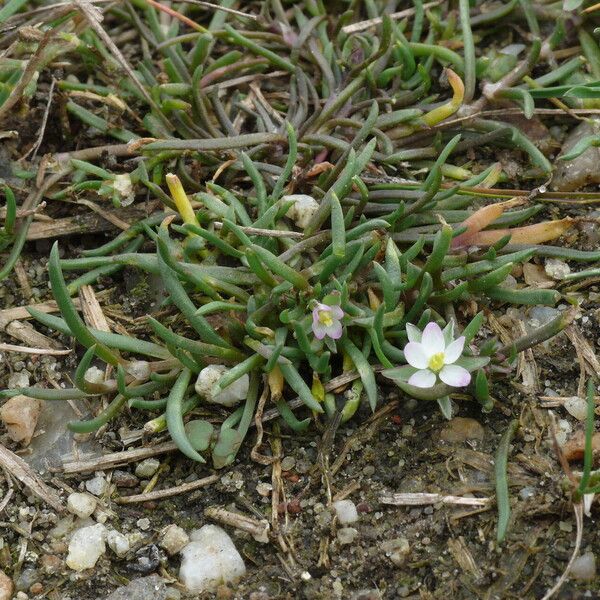 Spergularia media Feuille