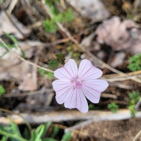 Malva hispanica 花