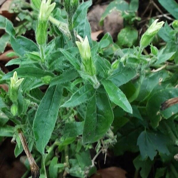 Nicotiana alata 果実