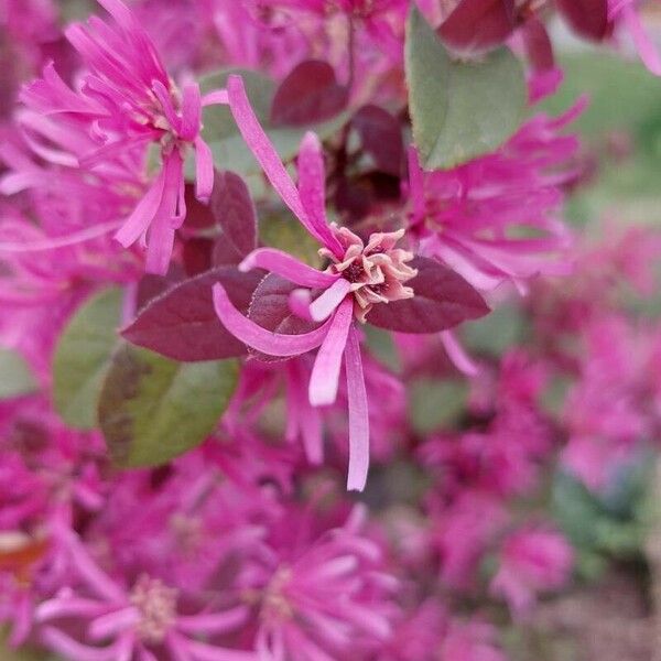 Loropetalum chinense Цвят