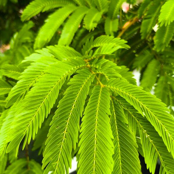 Cojoba arborea Blad