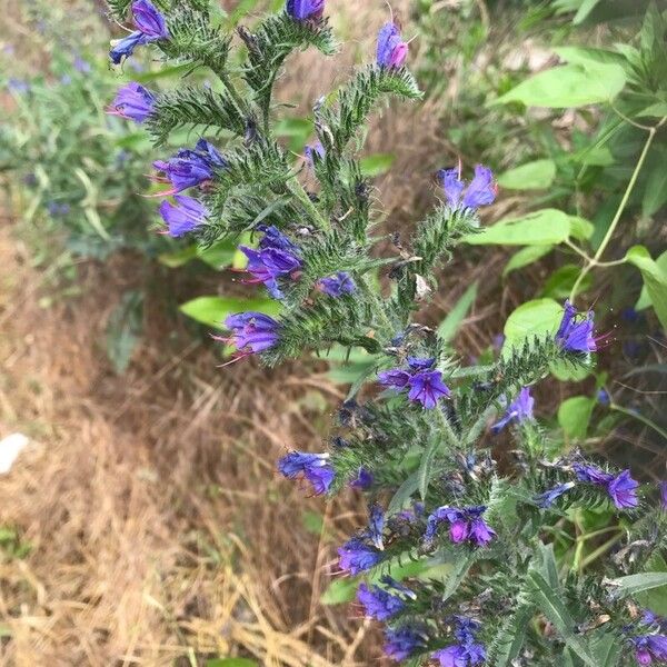 Echium vulgare Flower