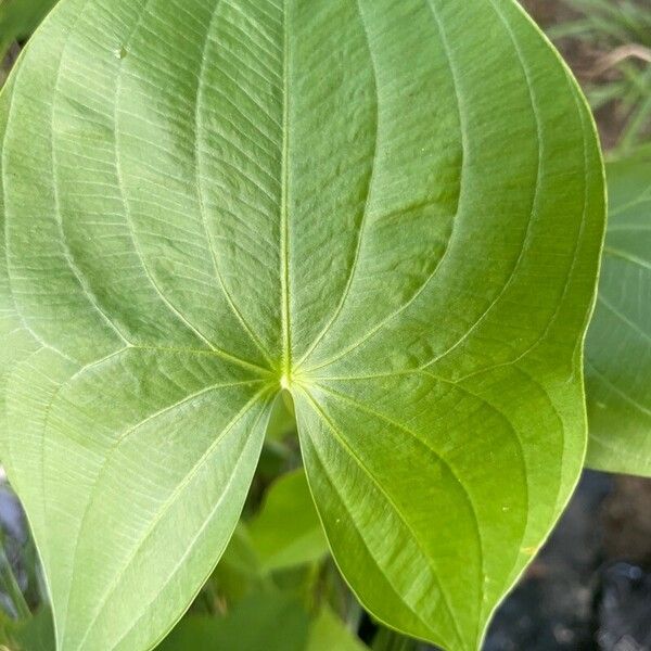 Sagittaria latifolia Листок