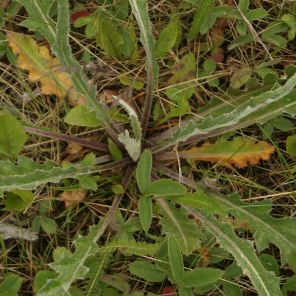 Cirsium hookerianum Coajă