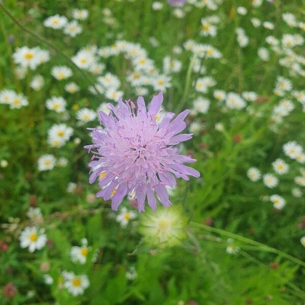 Knautia dipsacifolia Çiçek