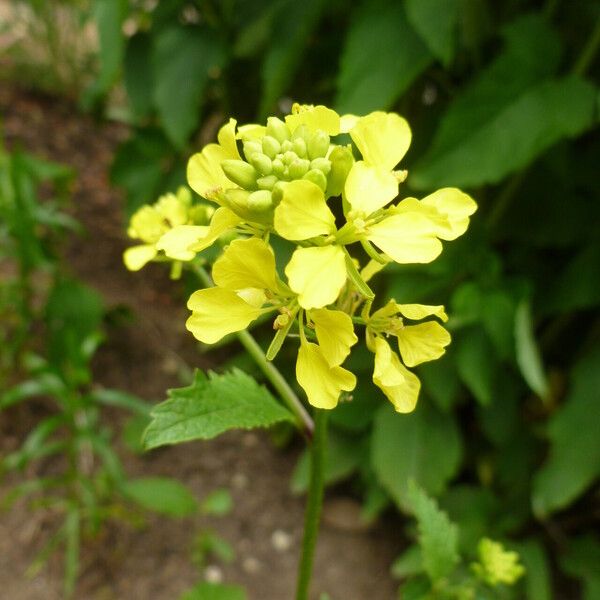 Raphanus raphanistrum Flower