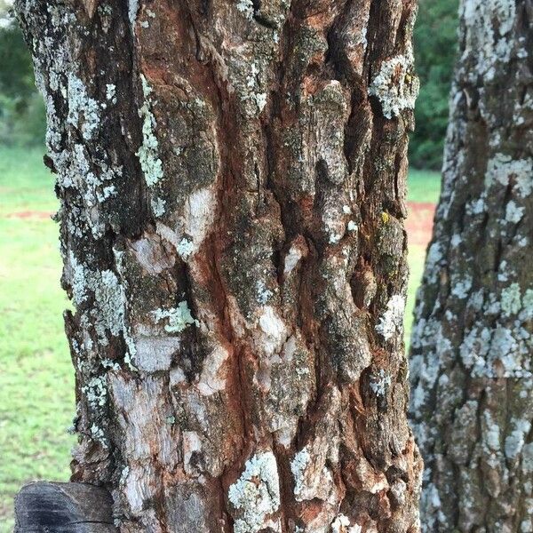 Vitex rehmannii Bark