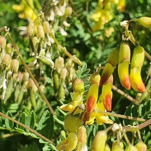 Astragalus penduliflorus ᱵᱟᱦᱟ