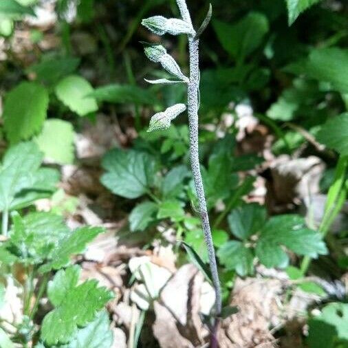 Epipactis microphylla Žiedas