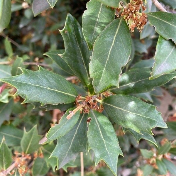 Osmanthus heterophyllus Foglia