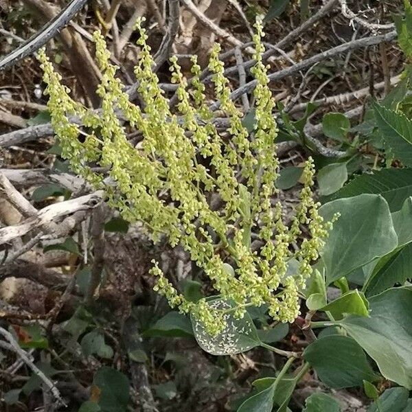 Rumex lunaria Blomma