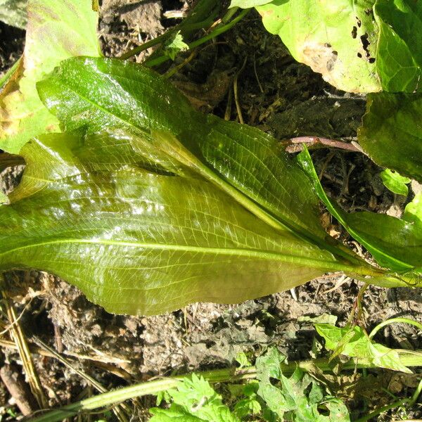 Potamogeton lucens Leaf