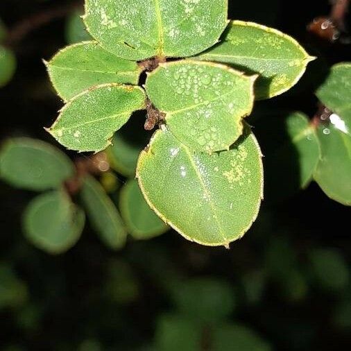 Rhamnus alaternus ᱥᱟᱠᱟᱢ