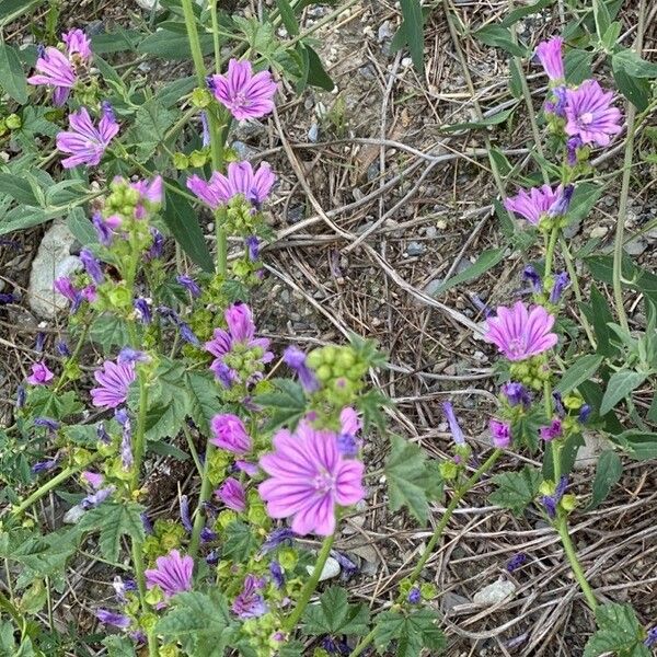 Malva sylvestris Lorea