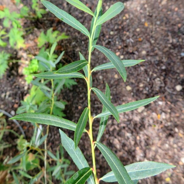 Salix purpurea पत्ता