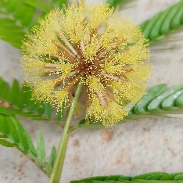 Cojoba arborea Blomst