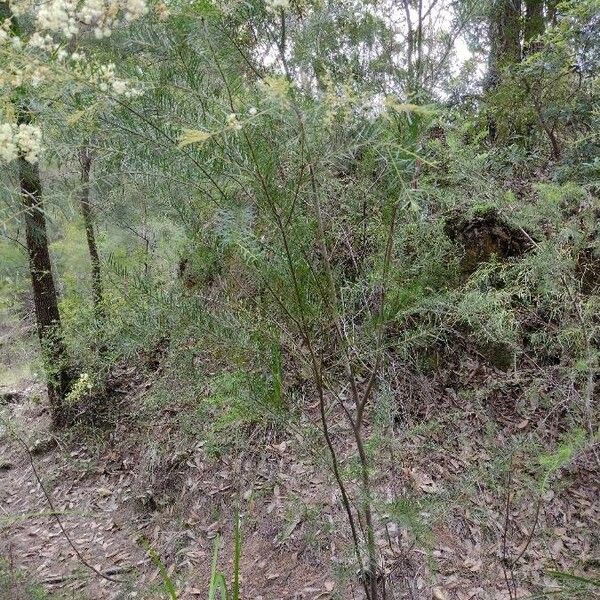 Acacia linifolia Habitat