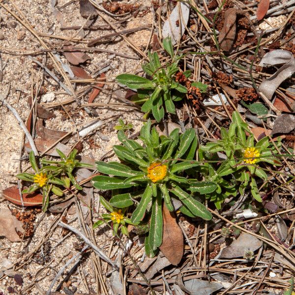 Asteriscus aquaticus Flower