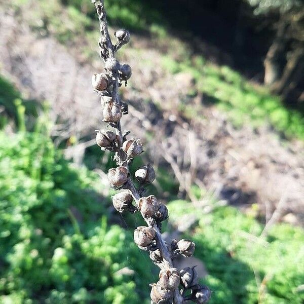 Verbascum virgatum Fruto