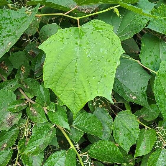 Alangium chinense Fulla