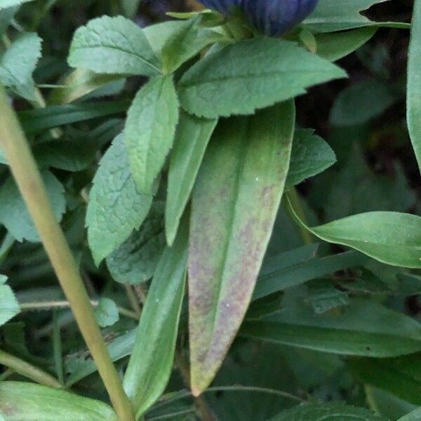 Gentiana andrewsii Foglia