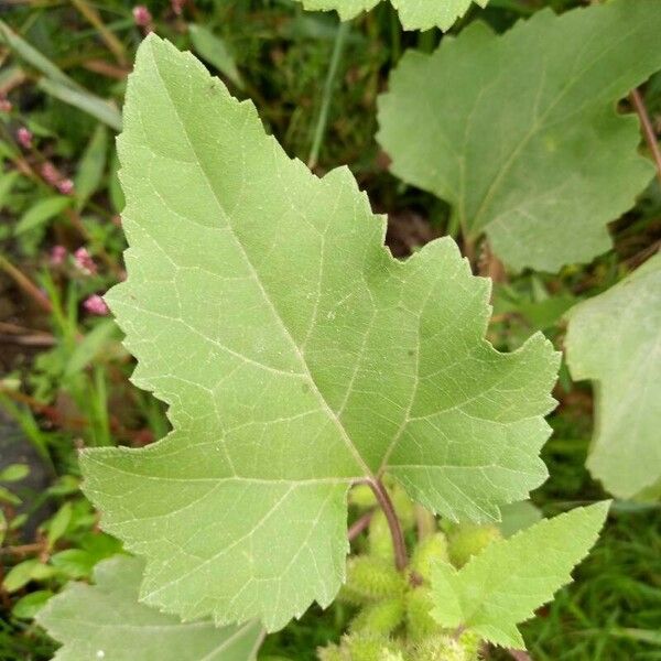 Xanthium strumarium Leaf