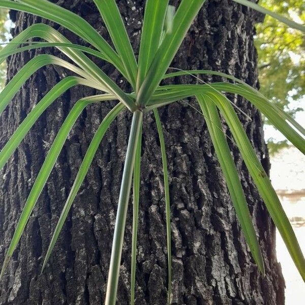 Cyperus alternifolius Levél