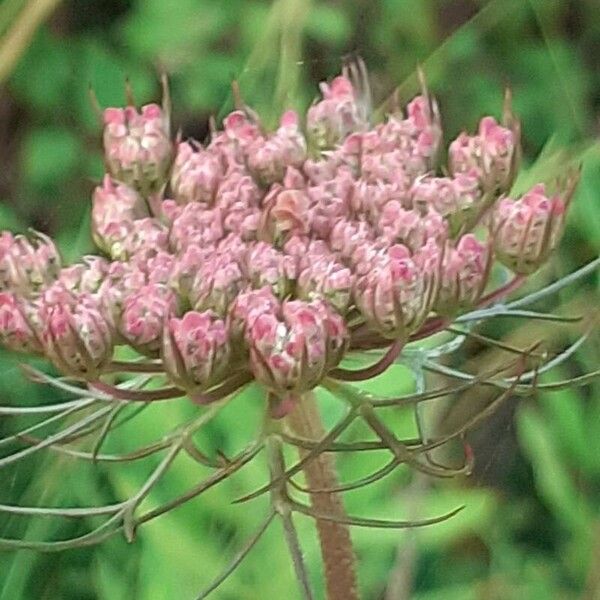 Daucus carota Квітка