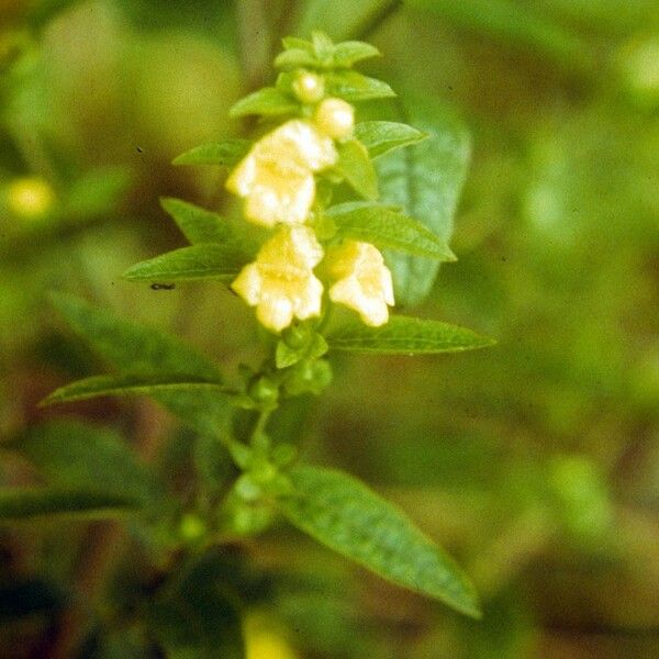 Aureolaria virginica Květ