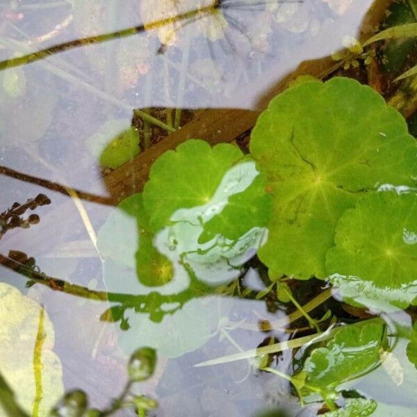 Hydrocotyle vulgaris Blad