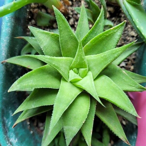 Haworthia angustifolia Leaf