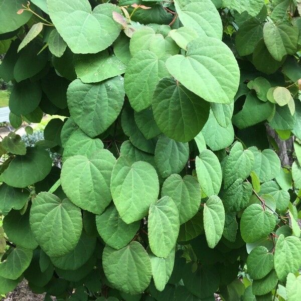 Cercidiphyllum japonicum 葉