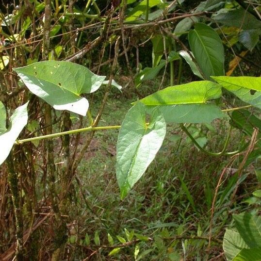 Ipomoea tiliacea Costuma