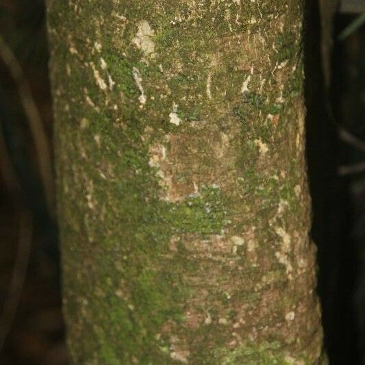 Maquira guianensis 樹皮