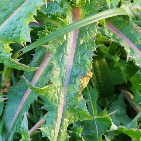 Sonchus asper Habitat