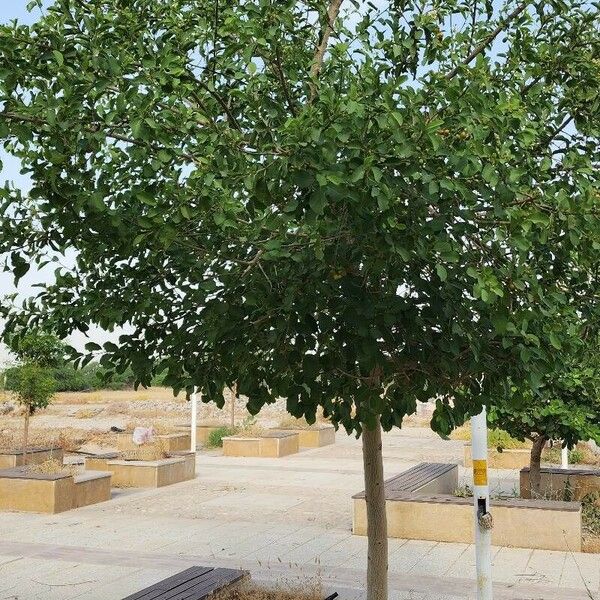 Cordia dichotoma Агульны выгляд