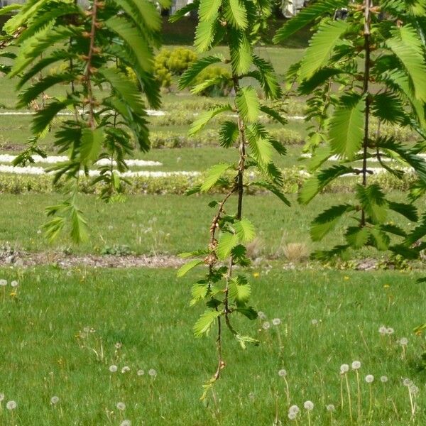 Arbutus × andrachnoides Foglia