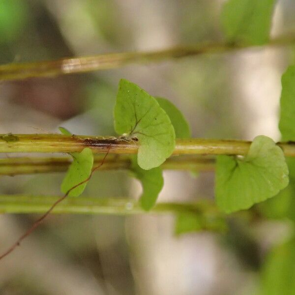 Nephrolepis undulata Leaf