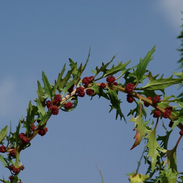 Blitum virgatum Folha